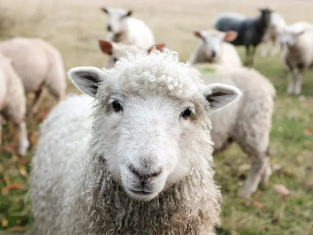 Sheep looking at the camera in a meadow with the flock behind