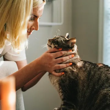 Person petting a cat by a window