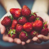 Manos sosteniendo frutillas recién cosechadas