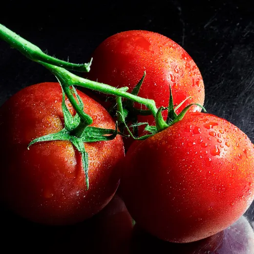 Tomates rojos en rama con gotas de agua