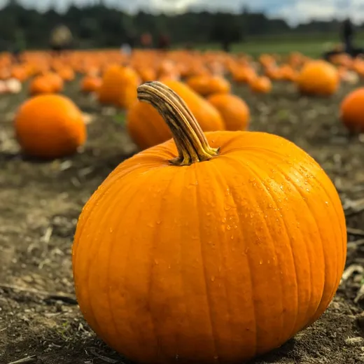 Orange pumpkin in a field