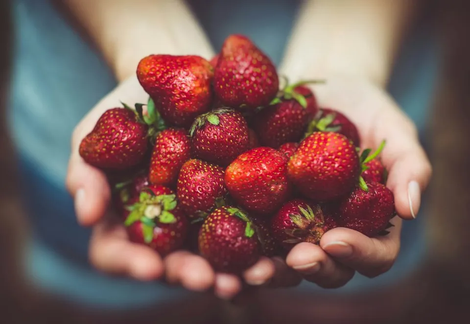 Manos sosteniendo frutillas recién cosechadas
