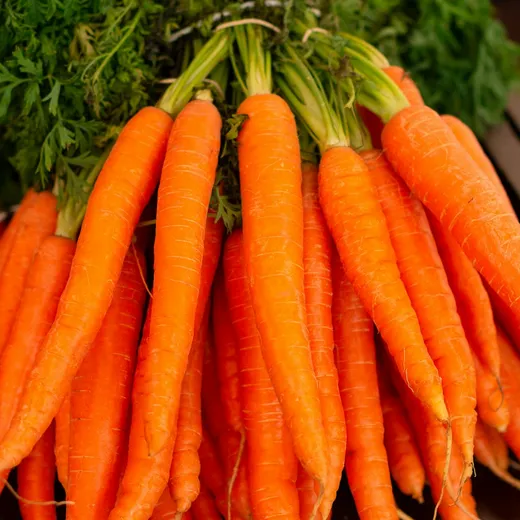 Freshly harvested carrots with their tops